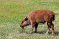 Bison Calf  605783 Royalty Free Stock Photo