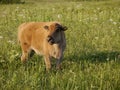 American bison calf grazing in a green field. Prairie State Park, Mindenmines, Missouri. Royalty Free Stock Photo