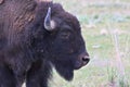 American Bison Close Study