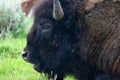 American Bison Close Up Royalty Free Stock Photo
