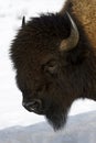 American Bison close-up side view in wintertime Royalty Free Stock Photo