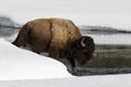 American Bison close-up side view in wintertime Royalty Free Stock Photo