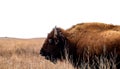 American Bison cow, bison bison, standing in the tall grass of a midwest prairie Royalty Free Stock Photo