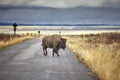 American bison crossing road in Grand Teton National Park, Wyoming, USA.
