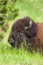 American Bison in Custer State Park