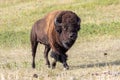 American Bison in Custer State Park South Dakota Royalty Free Stock Photo