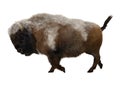 American Bison Royalty Free Stock Photo