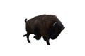 American bison, different poses isolated on a white background. Royalty Free Stock Photo