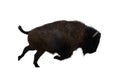 American bison, different poses isolated on a white background. Royalty Free Stock Photo