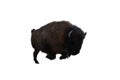 American bison, different poses isolated on a white background. Royalty Free Stock Photo