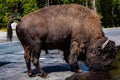 American bison drinking from roadside water pool Royalty Free Stock Photo