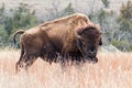 American Bison in dry grass