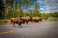 American bison family cross a road in Grand Teton National Park, Wyoming Royalty Free Stock Photo