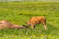 American bison family in Yellowstone