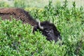 American bison feeding on willows in the Soda Butte area of Yellowstone National Park, USA Royalty Free Stock Photo