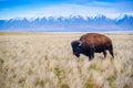 American Bison in the field of Antelope Island State Park, Utah Royalty Free Stock Photo