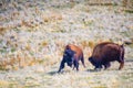 American Bison in the field of Antelope Island State Park, Utah Royalty Free Stock Photo