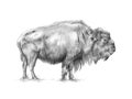 American bison pencil portrait
