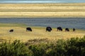 American Bison graze near the mountains on Antelope Island State Park in Utah Royalty Free Stock Photo