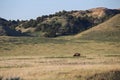 An American bison grazes in the grasslands of South Dakota.