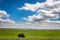 American Bison Grazing