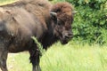 Bison Royalty Free Stock Photo