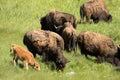 American Bison grazing with calf