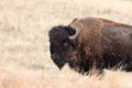 American Bison in Custer State Park, South Dakota Royalty Free Stock Photo