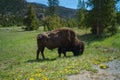 American bison grazing in field of Grand Teton National park, Wyoming ,USA Royalty Free Stock Photo