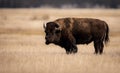 American Bison in Grand Teton National Park Royalty Free Stock Photo