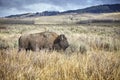 American bison grazing in the Grand Teton National Park, USA. Royalty Free Stock Photo