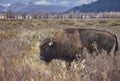 American bison grazing in the Grand Teton National Park, Wyoming Royalty Free Stock Photo