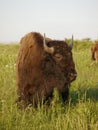 American bison grazing on the grasslands in Prairie State Park. Mindenmines, Missouri. Royalty Free Stock Photo