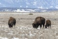 American bison grazing on the prairie in winter Royalty Free Stock Photo