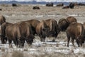 American bison grazing on the prairie in winter Royalty Free Stock Photo