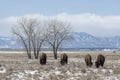 American bison grazing on the prairie in winter Royalty Free Stock Photo