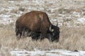 American bison grazing on the prairie in winter Royalty Free Stock Photo