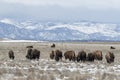 American bison grazing on the prairie in winter Royalty Free Stock Photo