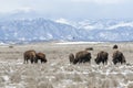 American bison grazing on the prairie in winter Royalty Free Stock Photo