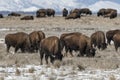 American bison grazing on the prairie in winter Royalty Free Stock Photo