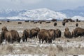 American bison grazing on the prairie in winter Royalty Free Stock Photo