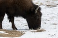 American bison grazing on the prairie in winter Royalty Free Stock Photo