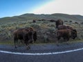 American Bison Grazing by Roadside With Passing Cars