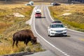 American Bison Grazing by Roadside With Passing Cars Royalty Free Stock Photo