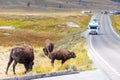 American Bison Grazing by Roadside in Yellowstone With Passing Cars Royalty Free Stock Photo