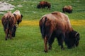 American bison grazing in a spring meadow Royalty Free Stock Photo