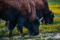 American bison grazing in a spring meadow Royalty Free Stock Photo