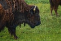 American bison grazing in a spring meadow Royalty Free Stock Photo