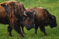 American bison grazing in a spring meadow Royalty Free Stock Photo