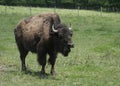 American Bison on Green Grass Royalty Free Stock Photo